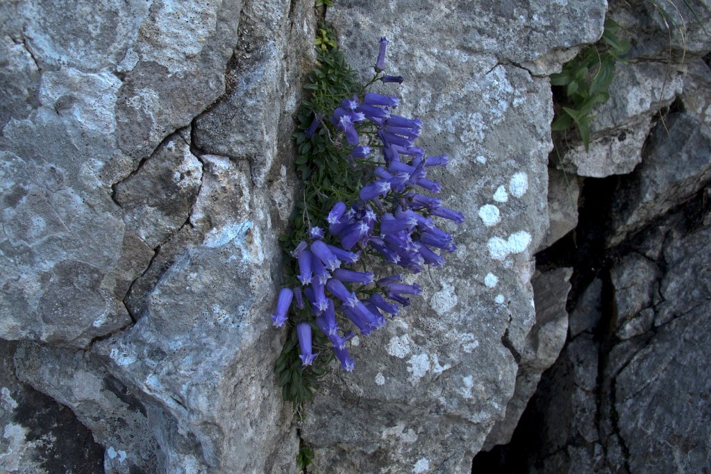 61 direkt aus dem Felsen wachsen Blumen.jpg